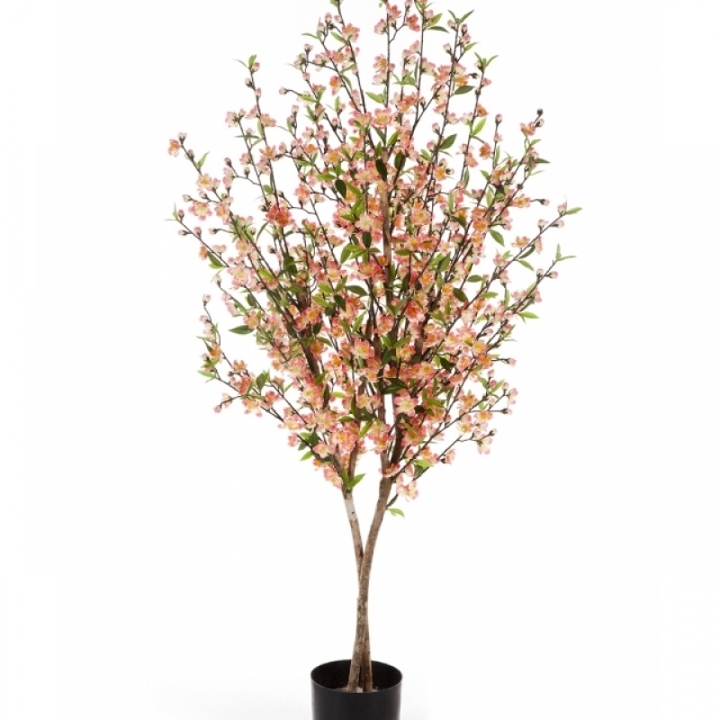 CHERRY BLOSSOM 140-170 cm