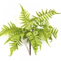 CINNAMON FERN 30 cm