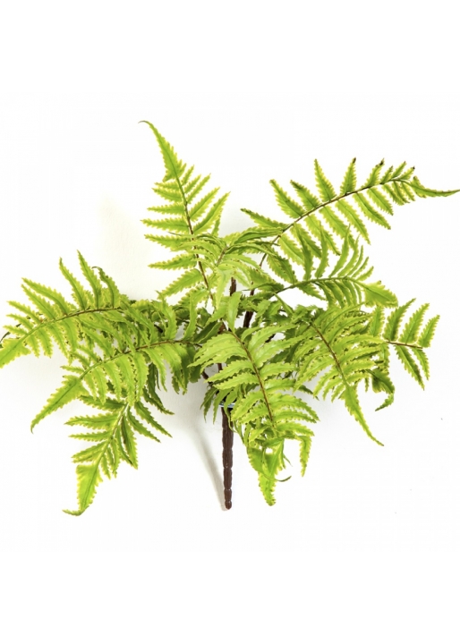 CINNAMON FERN 30 cm