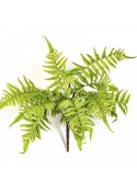 CINNAMON FERN 30 cm