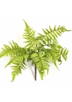 CINNAMON FERN 30 cm