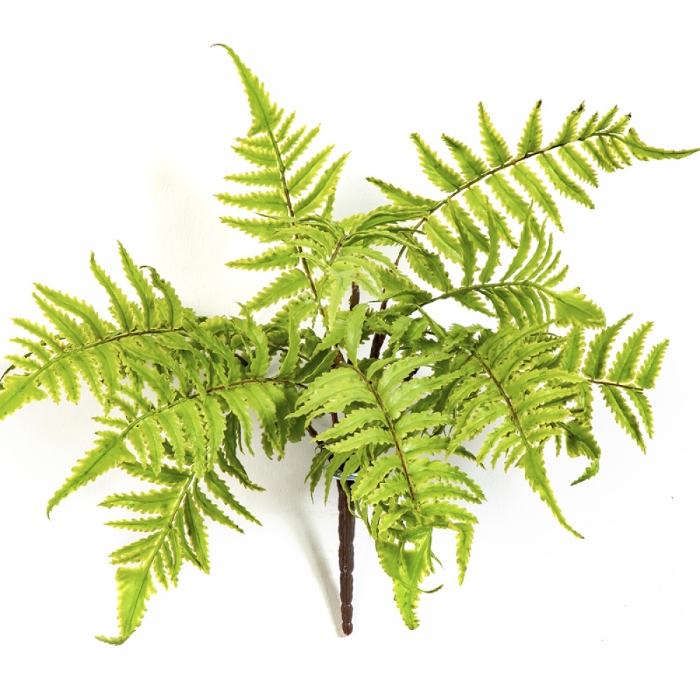 CINNAMON FERN 30 cm
