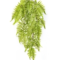 CINNAMON FERN HANGING BUSH 60 cm
