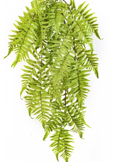 CINNAMON FERN HANGING BUSH 60 cm