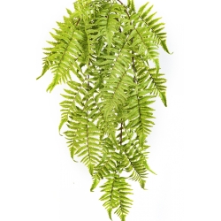 CINNAMON FERN HANGING BUSH 60 cm