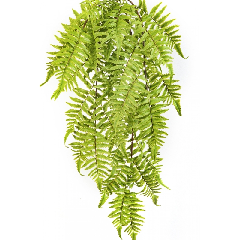 CINNAMON FERN HANGING BUSH 60 cm