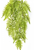 CINNAMON FERN HANGING BUSH 60 cm
