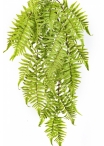 CINNAMON FERN HANGING BUSH 60 cm