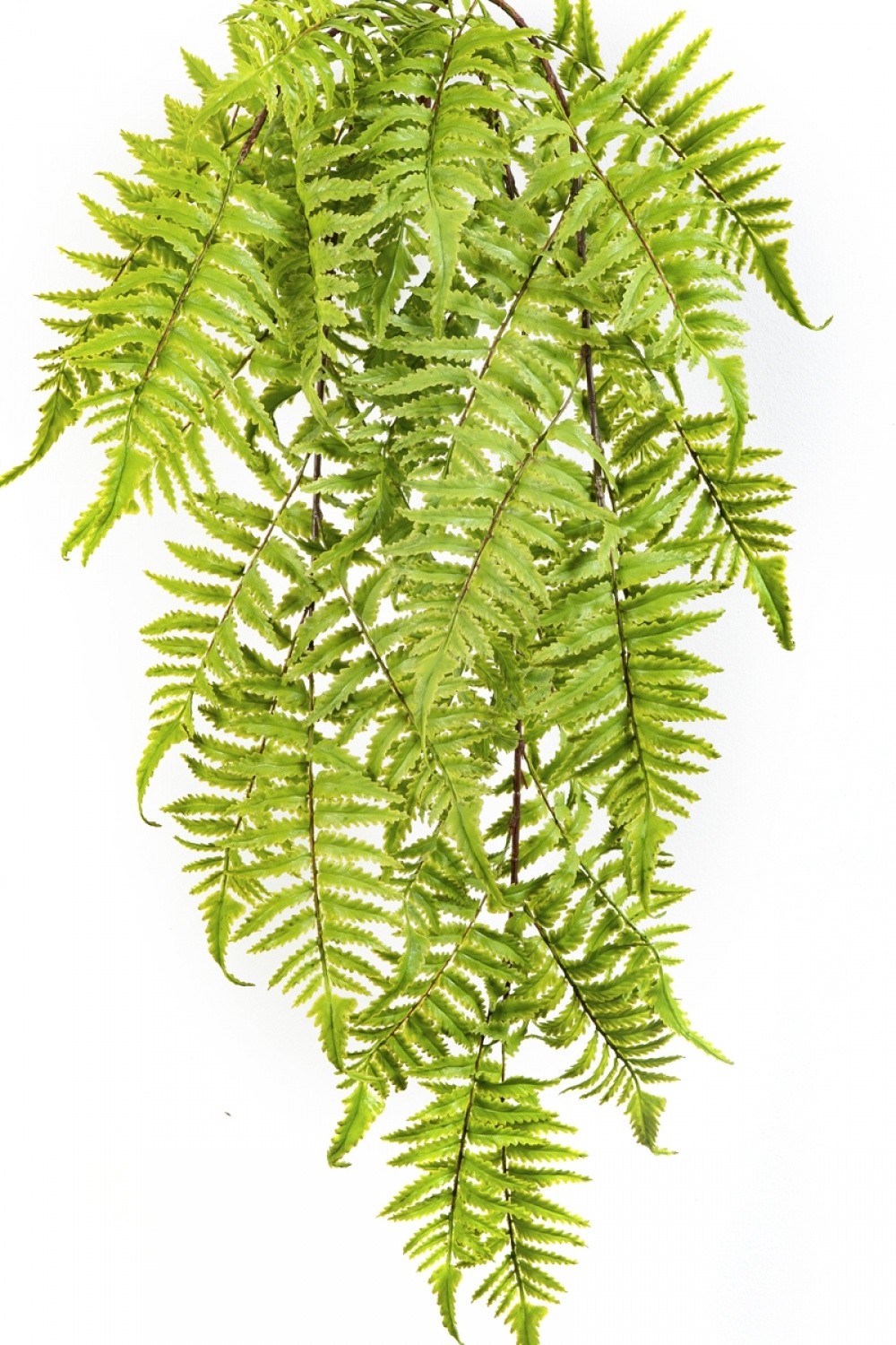 CINNAMON FERN HANGING BUSH 60 cm