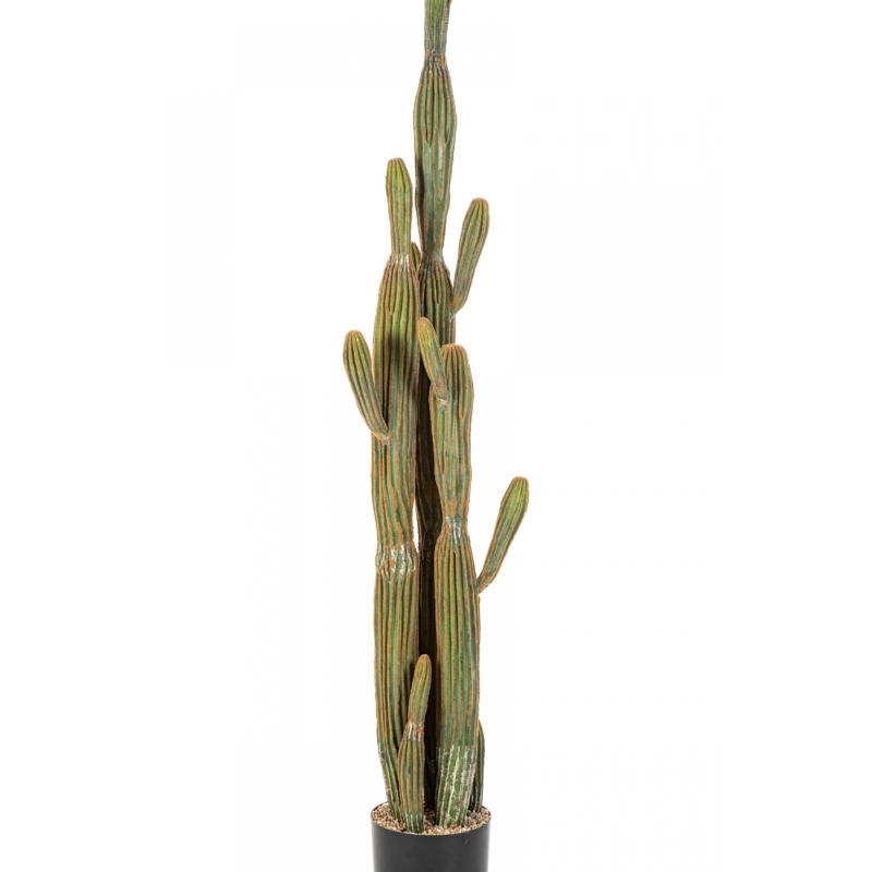 COLUMNAR CACTUS 150 cm