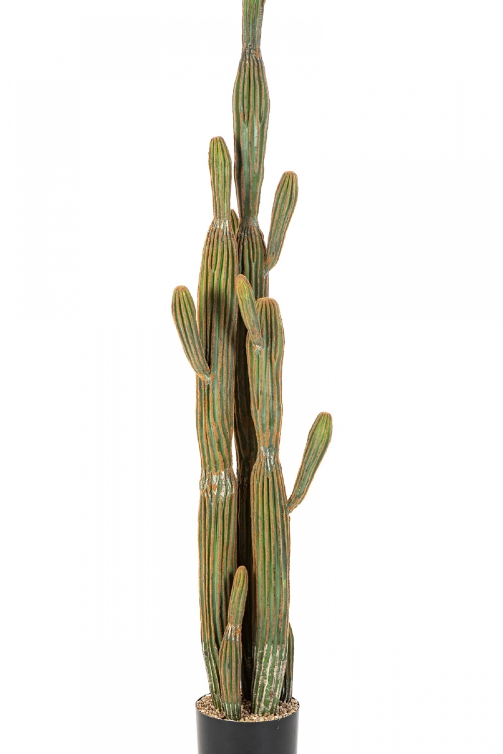 COLUMNAR CACTUS 150 cm