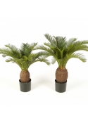 CYCAS PLANT X 22 W/POT 70 cm