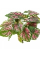 Caladium Bush x 7 34 cm