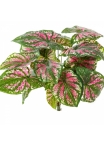 Caladium Bush x 7 34 cm