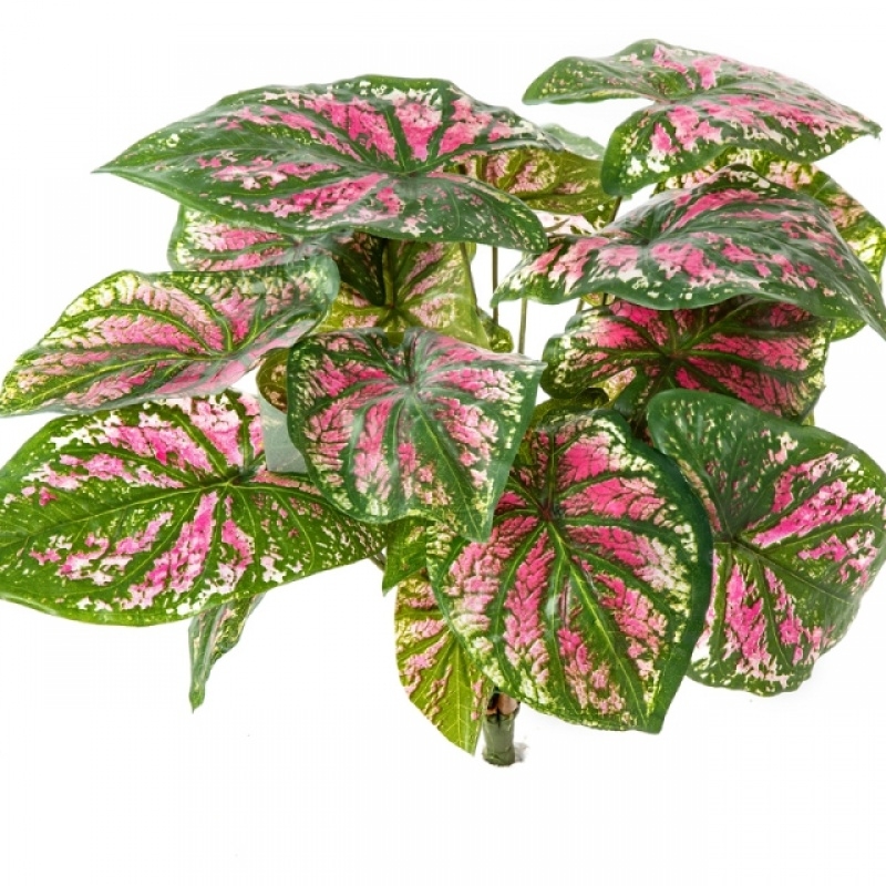 Caladium Bush x 7 34 cm