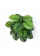 Calathea Bush x 22 45 cm