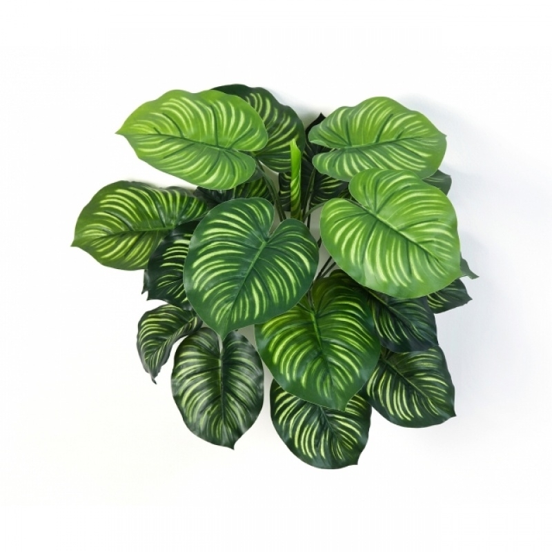 Calathea Bush x 22 45 cm