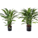 Calathea Insigne x 77 84-88 cm