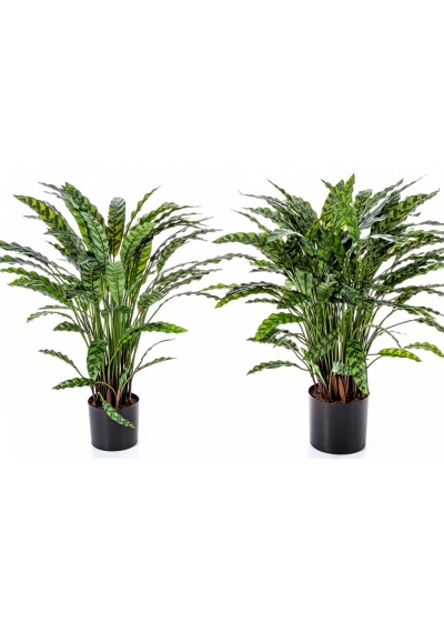 Calathea Insigne x 77 84-88 cm