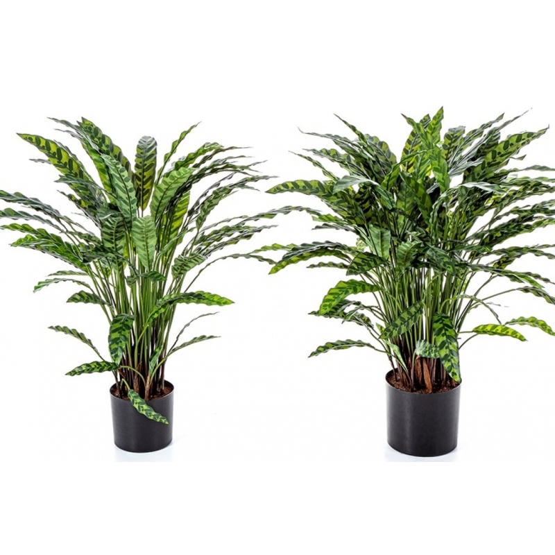 Calathea Insigne x 77 84-88 cm