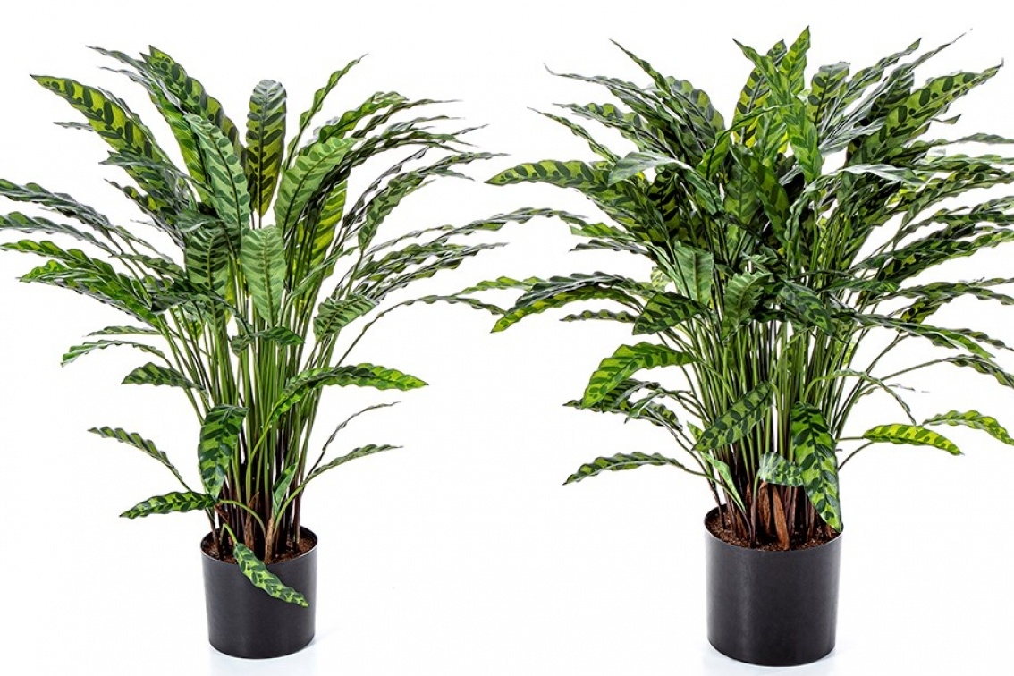 Calathea Insigne x 77 84-88 cm