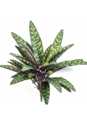 Calathea Peacock Plant 40 cm