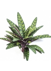 Calathea Peacock Plant 40 cm