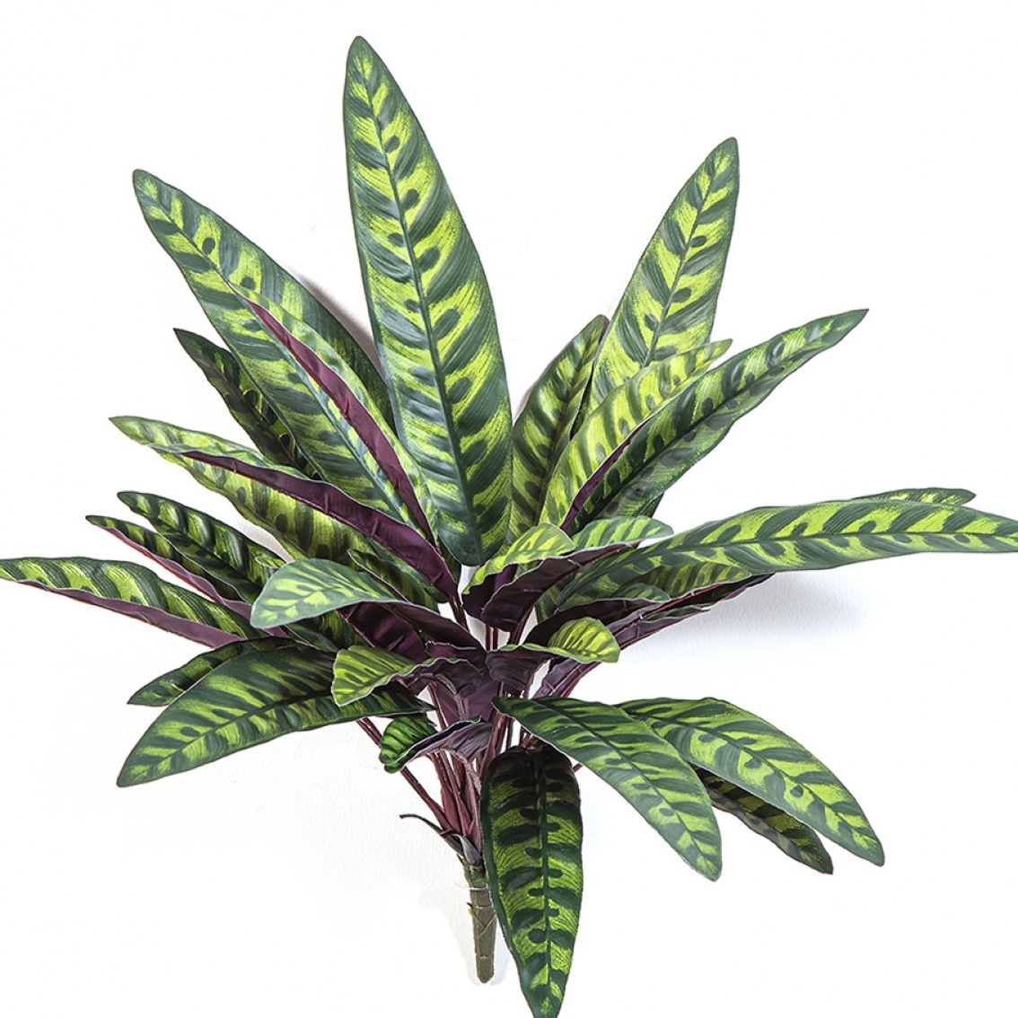 Calathea Peacock Plant 40 cm
