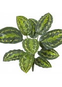 Calathea Roseopicta Green 53 cm