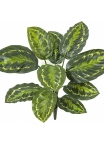 Calathea Roseopicta Green 53 cm