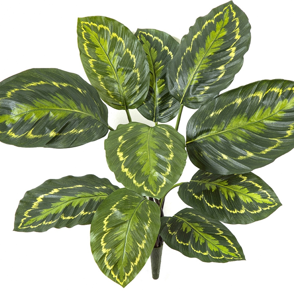 Calathea Roseopicta Green 53 cm