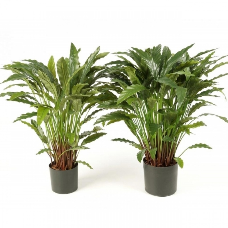 Calathea X 77 w/pot 84-86 cm