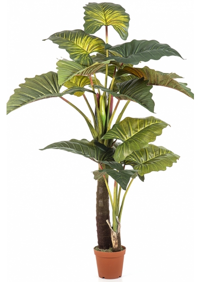 Colocasia Giant Leaf Tree 200 cm