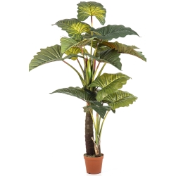 Colocasia Giant Leaf Tree 200 cm