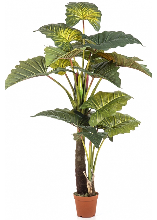 Colocasia Giant Leaf Tree 200 cm