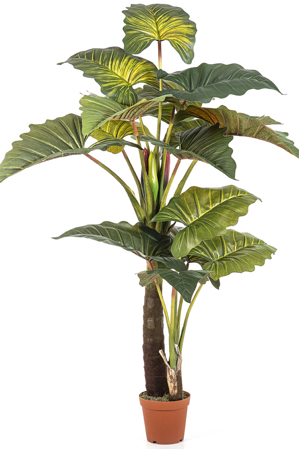 Colocasia Giant Leaf Tree 200 cm