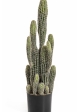 Column Cactus 76 cm