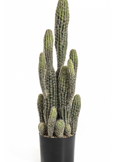 Column Cactus 76 cm