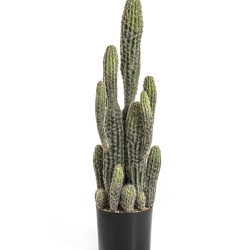 Column Cactus 76 cm