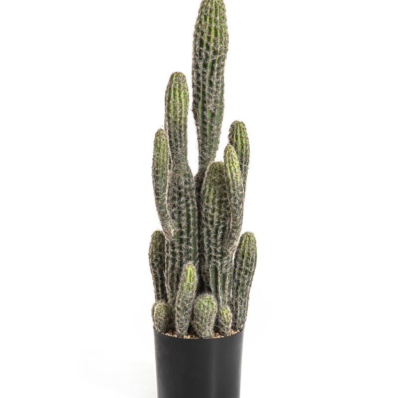 Column Cactus 76 cm