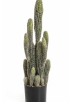 Column Cactus 76 cm
