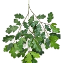 Common Oak Spray 60 cm