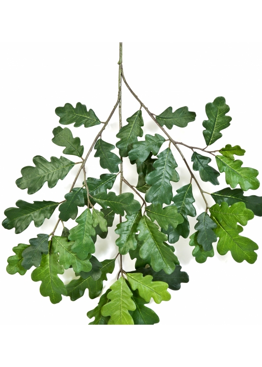 Common Oak Spray 60 cm