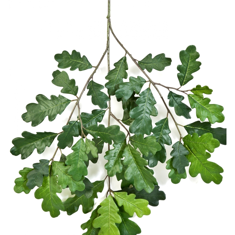 Common Oak Spray 60 cm