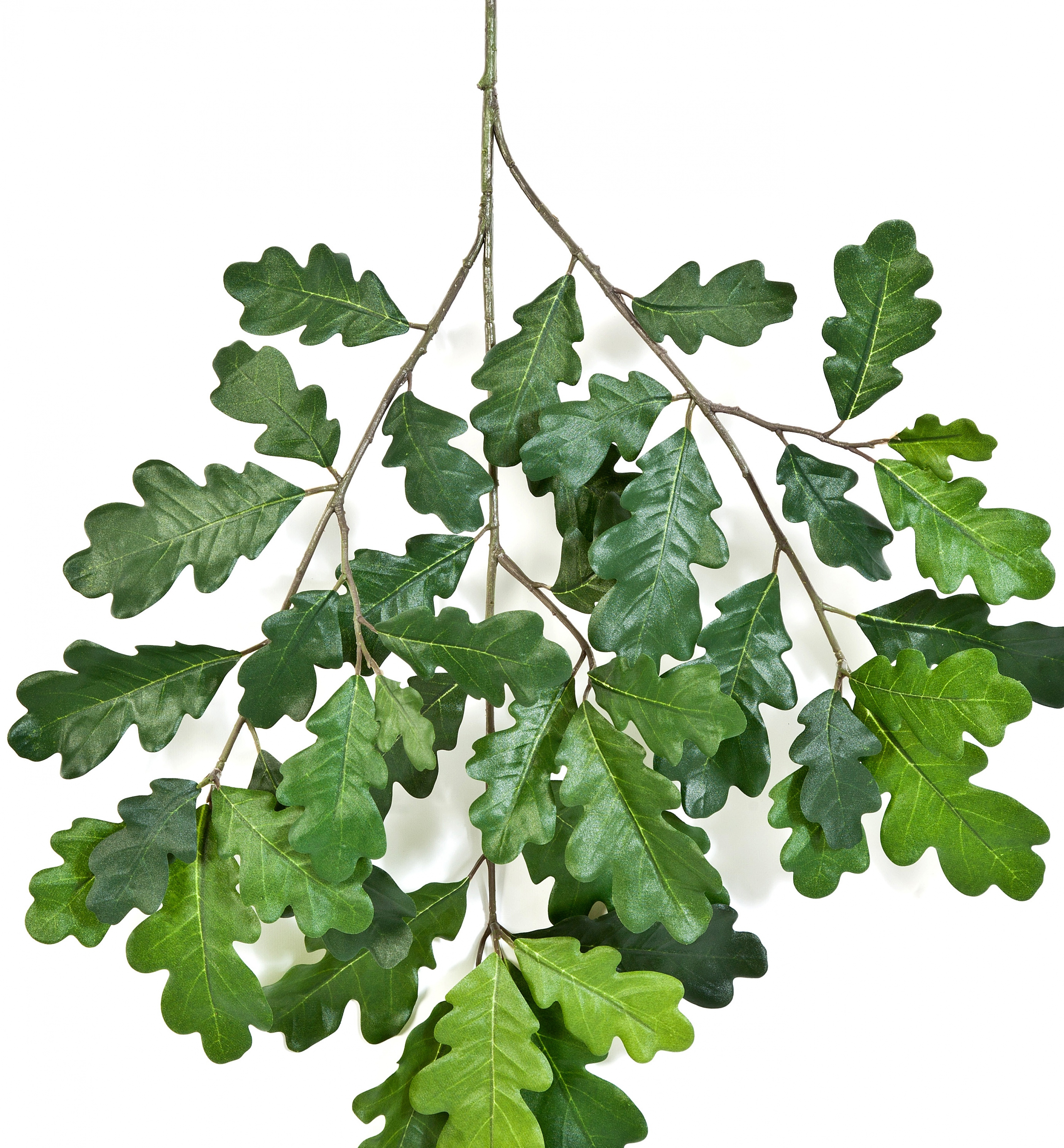 Common Oak Spray 60 cm