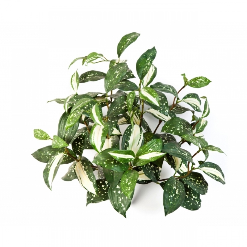 Cordyline Bush x 9 35-48 cm