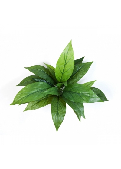 Cordyline Green 30 cm