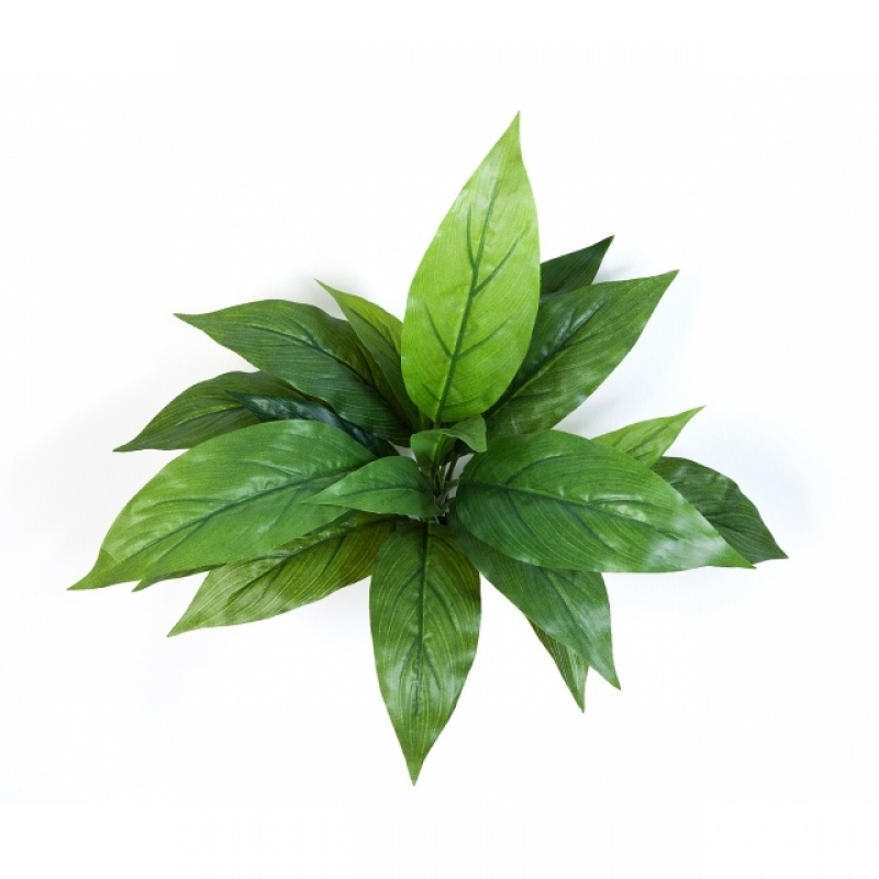 Cordyline Green 30 cm