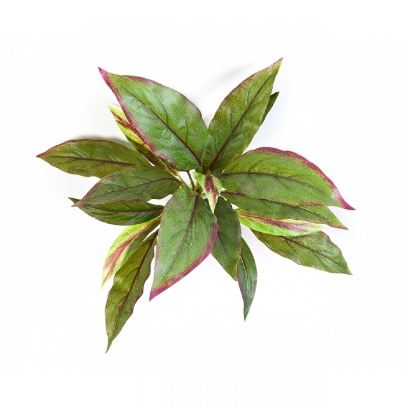 Cordyline Green/Red 30 cm