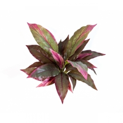 Cordyline Red/Green 30 cm